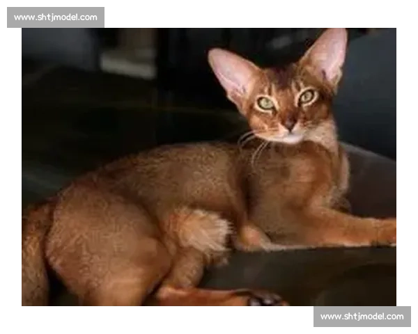 巴舒亚伊痛失爱猫 Kiyo：那个拼尽全力守护的小天使，终究离开了